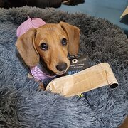 Home Owner wanting sitter in Newcastle, New South Wales