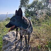 Home Owner wanting sitter in Townsville, Queensland