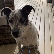 Home Owner wanting sitter in , New South Wales