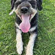 Home Owner wanting sitter in gold coast, Queensland