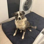 Home Owner wanting sitter in CLARKEFIELD, Victoria