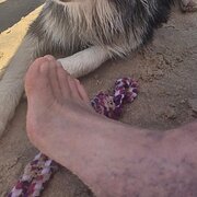 Home Owner wanting sitter in Arana Hills, Queensland