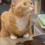 Home Owner wanting sitter in Brisbane, Queensland