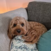 Home Owner wanting sitter in Brisbane , Queensland