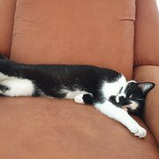 Home Owner wanting sitter in Melbourne, Victoria