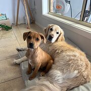 Home Owner wanting sitter in Adelaide, South Australia