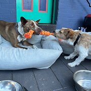 Home Owner wanting sitter in Sydney, New South Wales