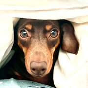 Home Owner wanting sitter in Melbourne, Victoria