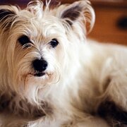 Home Owner wanting sitter in Sydney, New South Wales