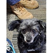 Home Owner wanting sitter in Scottsdale, Tasmania