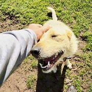 House Sitter - The Lost Wilbury