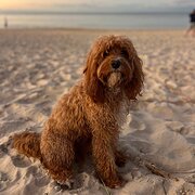 Home Owner wanting sitter in Brisbane , Queensland