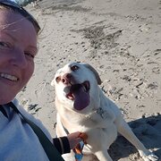 House Sitter - Caring, considerate and clean Housesitte