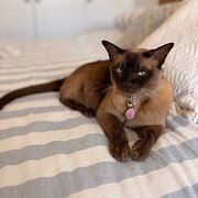 Home Owner wanting sitter in Brisbane, Queensland