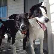 Home Owner wanting sitter in Canberra, New South Wales