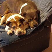 Home Owner wanting sitter in Elizabeth , South Australia