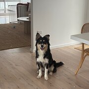 Home Owner wanting sitter in , New South Wales