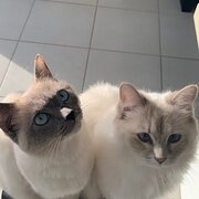 Home Owner wanting sitter in , Queensland