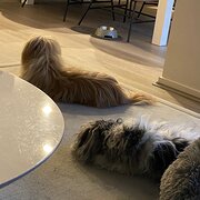 House Sitter - Janine