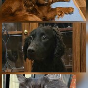 Home Owner wanting sitter in Melbourne , Victoria