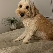 Home Owner wanting sitter in , Australian Capital Territory