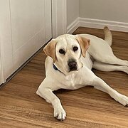 Home Owner wanting sitter in , Queensland