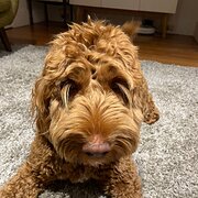 Home Owner wanting sitter in Sydney, New South Wales