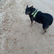 Home Owner wanting sitter in Kalamunda , Western Australia