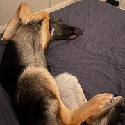 Home Owner wanting sitter in Wollongong, New South Wales