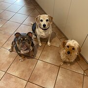 Home Owner wanting sitter in , Western Australia