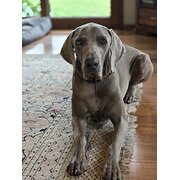 Home Owner wanting sitter in Sydney, New South Wales