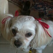 Home Owner wanting sitter in Brisbane, Queensland