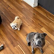 Home Owner wanting sitter in , Western Australia