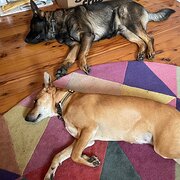 Home Owner wanting sitter in Sydney, New South Wales