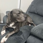 Home Owner wanting sitter in Dubbo, New South Wales