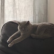 Home Owner wanting sitter in Cairns, Queensland