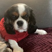 Home Owner wanting sitter in Wollongong, New South Wales