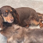 Home Owner wanting sitter in Brisbane, Queensland