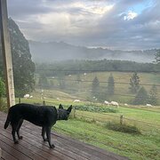 Home Owner wanting sitter in Lismore, New South Wales