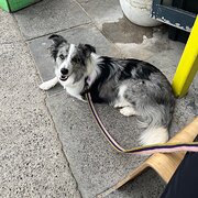 Home Owner wanting sitter in , Western Australia