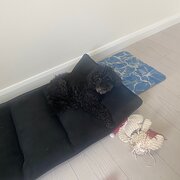 Home Owner wanting sitter in Sydney , New South Wales