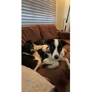 Home Owner wanting sitter in Ipswich , Queensland