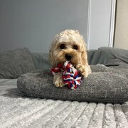 Home Owner wanting sitter in Ipswich , Queensland