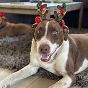 Home Owner wanting sitter in Albany , Western Australia