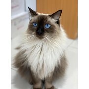 Home Owner wanting sitter in , Northern Territory