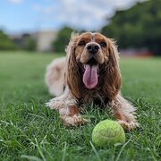 Home Owner wanting sitter in Brisbane, Queensland