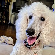 House Sitter - PAULINE  Pet Happiness Specialist.