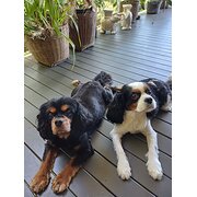 Home Owner wanting sitter in BUDERIM, Queensland