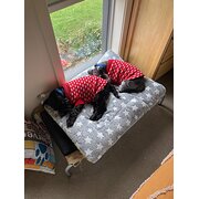 Home Owner wanting sitter in Melbourne , Victoria