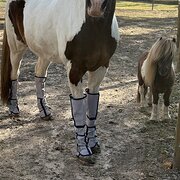 Home Owner wanting sitter in , Western Australia